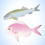 スーパーFish - 養殖魚用生菌飼料(淡水・海水用)